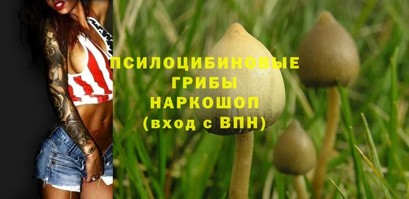 Галлюциногенные грибы MAGIC MUSHROOMS  Курганинск 