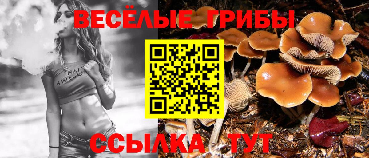 Псилоцибиновые грибы прущие грибы  цена   Вход с VPN  Курганинск  Галлюциногенные грибы Psilocybe 